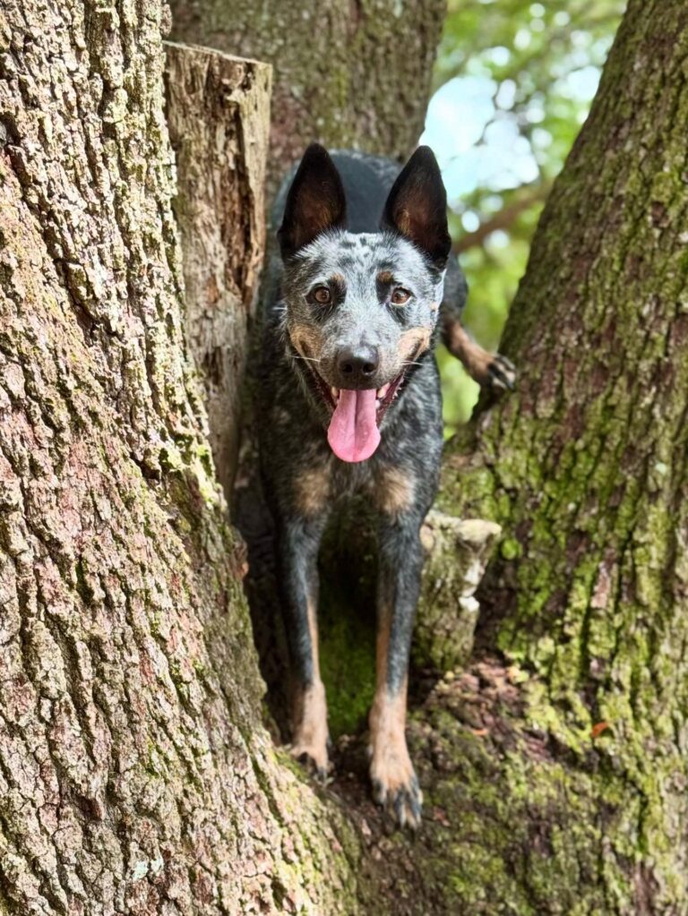 Dog Training St. Augustine
