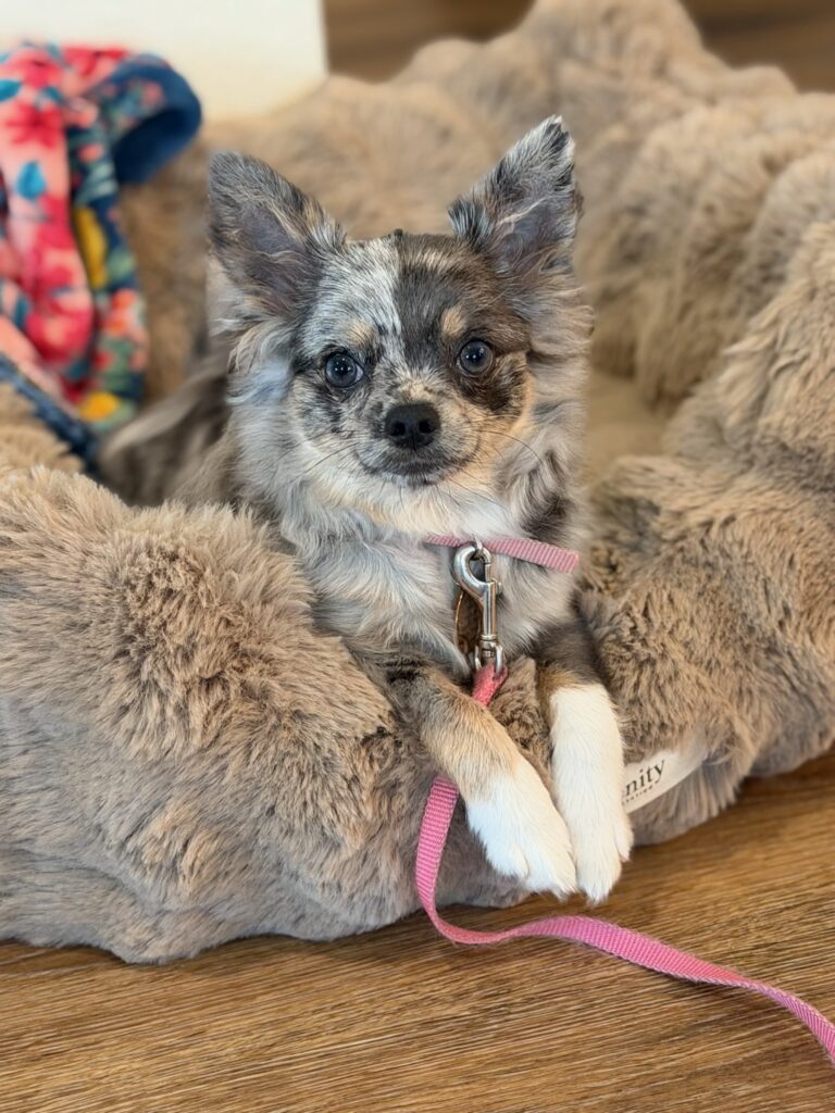 Puppy training St. Augustine