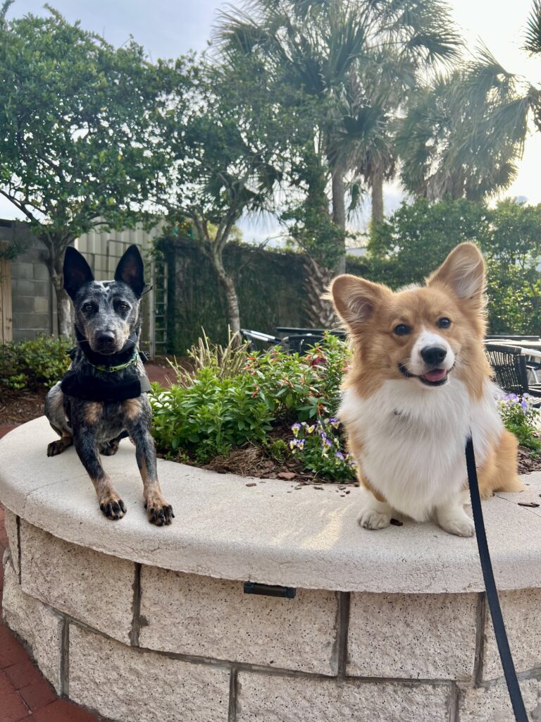 Leash training St. Augustine
