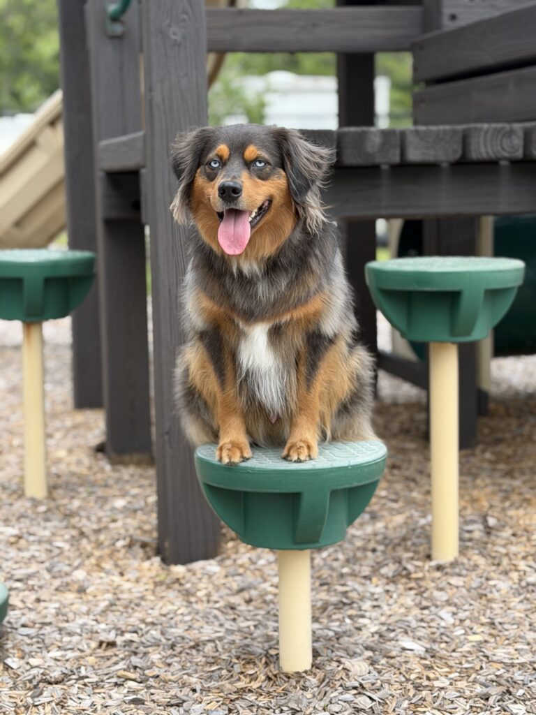 Dog training St. Augustine