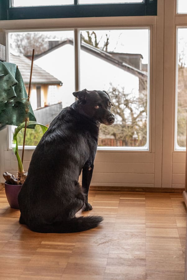 An anxious dog that needs some dog training in St. Augustine, FL