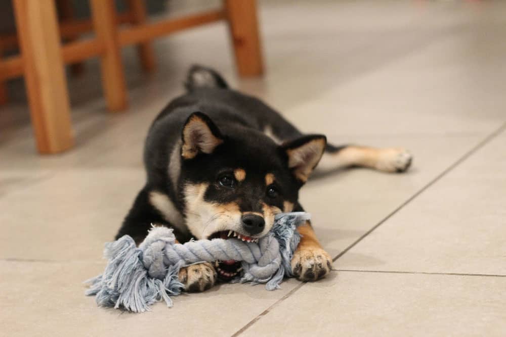 A small dog chewing on a toy, prior to behavioral training in St. Augustine