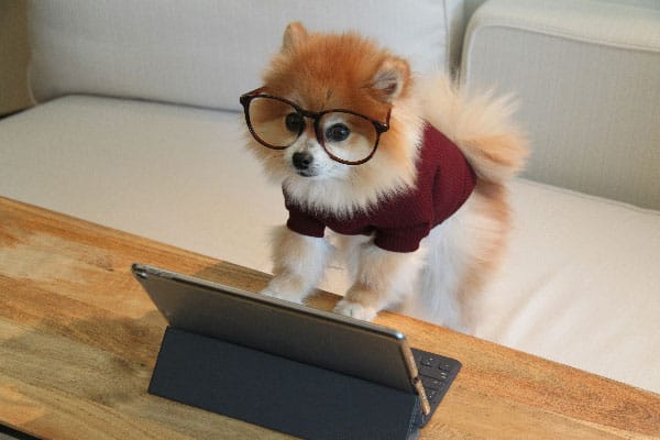 A cute dog signing a training contract to procure dog training services in St. Augustine, FL