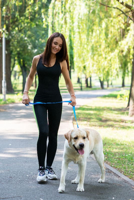 Depicts a trainer walking a dog, as part of the standard protocol for dog training in St. Augustine.