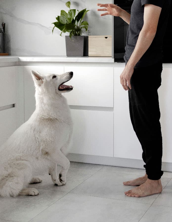 Dog sitting at home after being trained by the best dog trainer in st-augustine