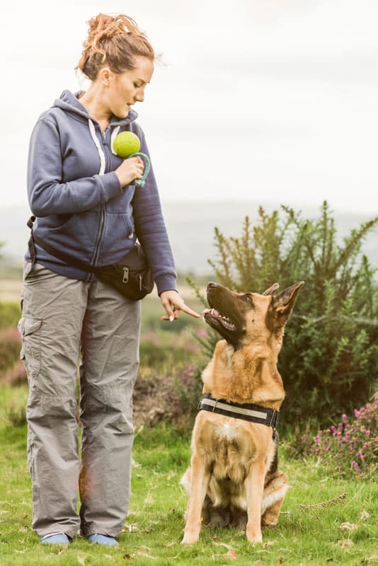 Attentive German Shepard with his dog Trainer in St. Augustine, FL