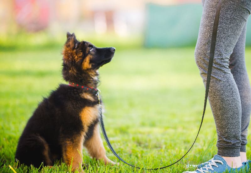 A young puppy experiencing dog training services in St. Augustine, FL.