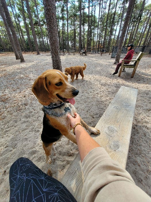 A happy beagle playing in a park after receiving dog training in St. Augustine