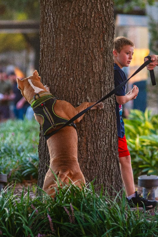A dog hiding behind a tree in a park after receiving dog training in St. Augustine