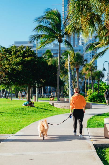 A woman and her dog walking calmly in a park after receiving dog training in St. Augustine