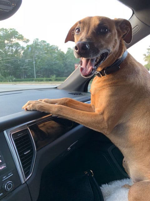 A happy smiling puppy who is glad his parents purchased dog training in St. Augustine, FL