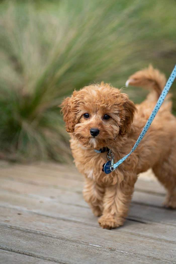 A dog calmly on a leash, after leash training in St. Augustine.