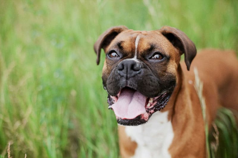 Boxer in St. Augustine, full of slobber, finishing their puppy session with his trainer
