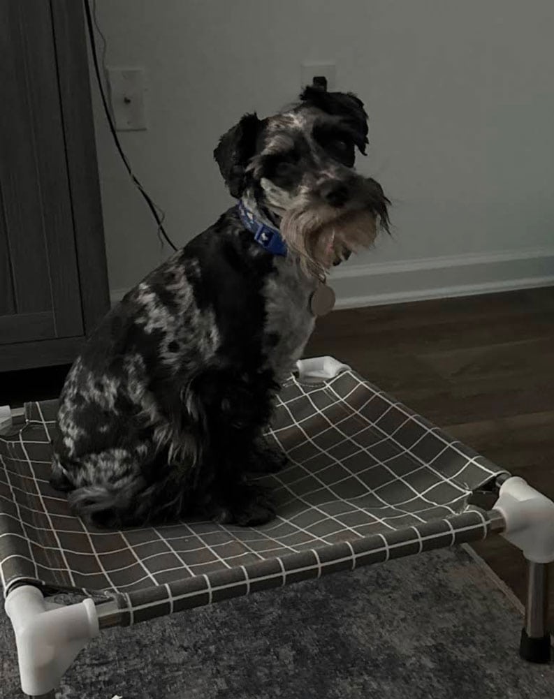 Oakley, a dog trained by the dog trainers at Sit Happens, sitting nicely for a photo.