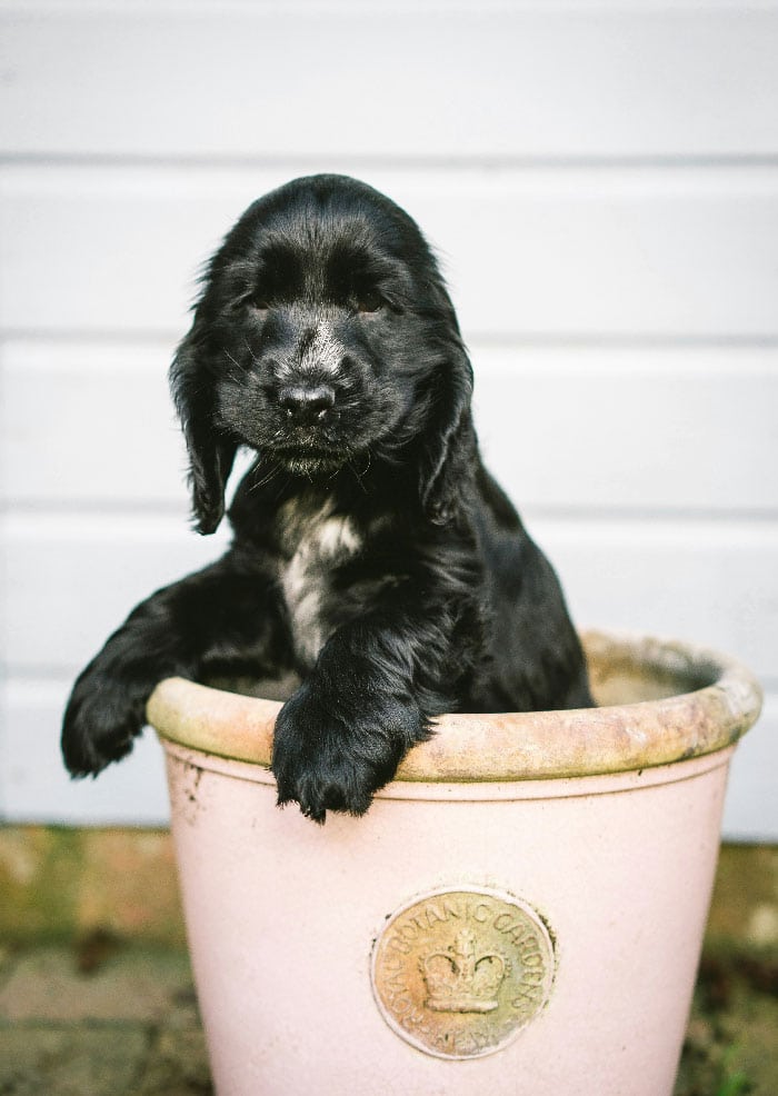 A dog in a pot, used as a feature image for our dog potty training services in St. Augustine