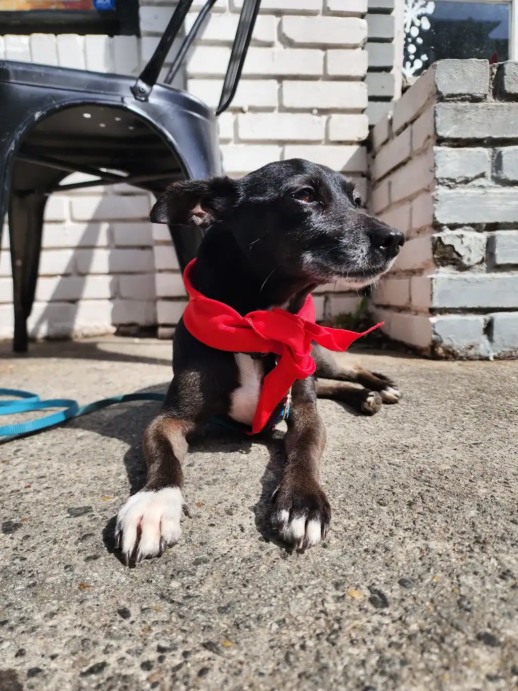 A dog trained by the dog trainers at Sit Happens, sitting nicely for a photo.