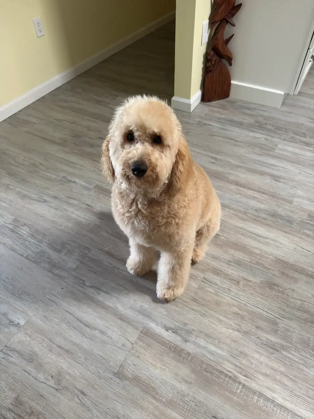 A dog trained by the dog trainers at Sit Happens, sitting nicely for a photo.