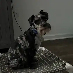 Oakley, a dog trained by the dog trainers at Sit Happens, sitting nicely for a photo.