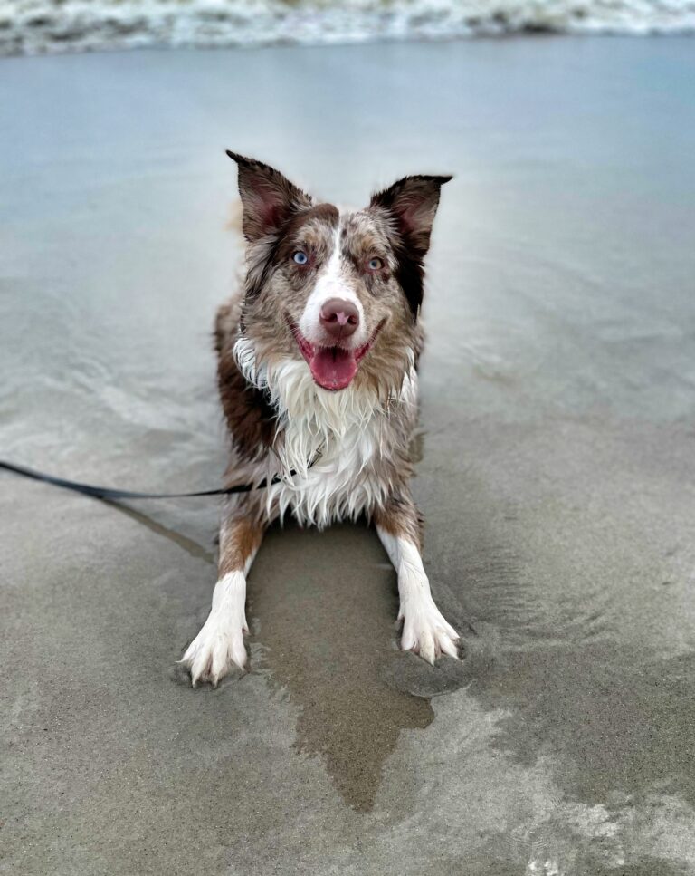 Dog training St. Augustine