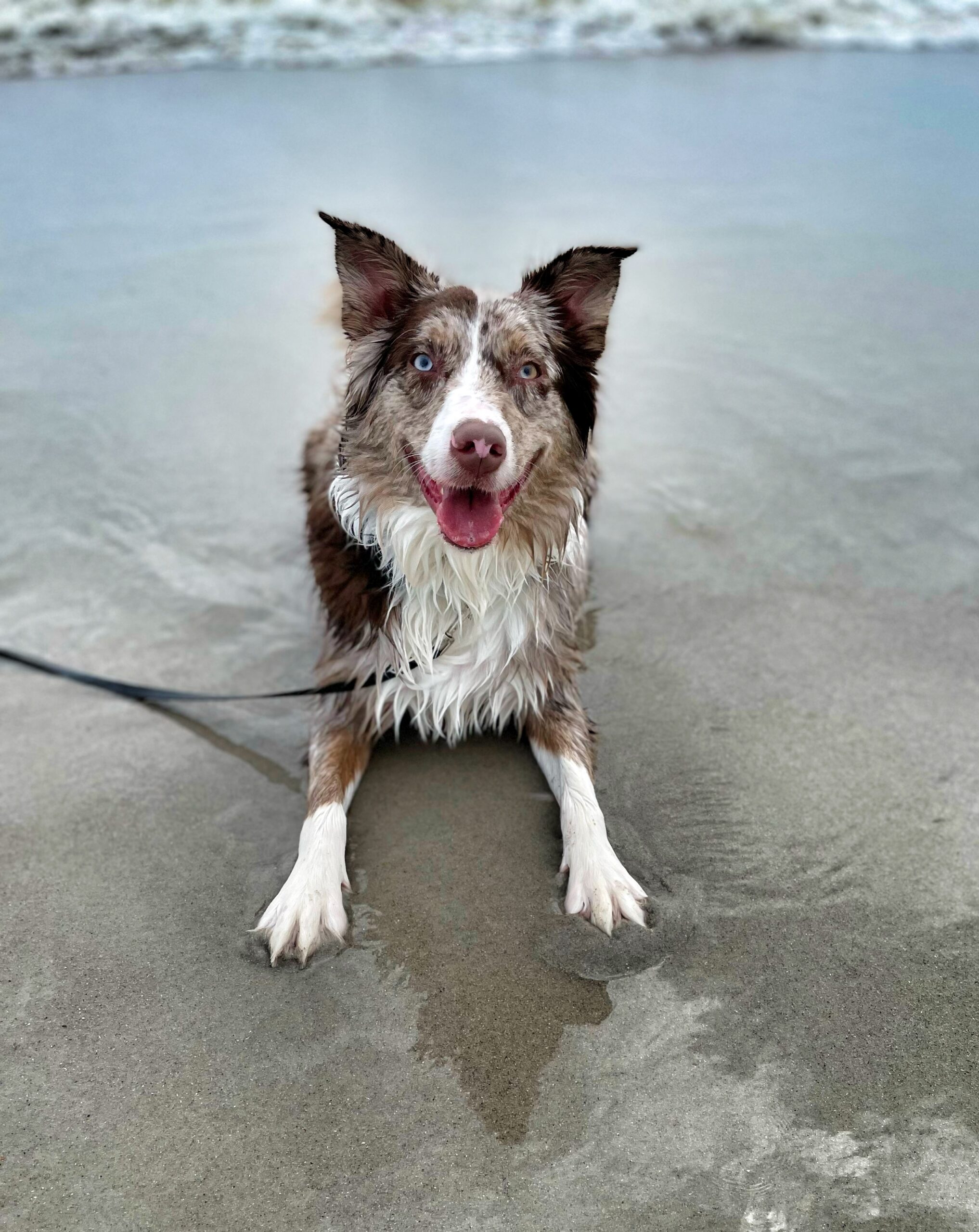 Dog training St. Augustine