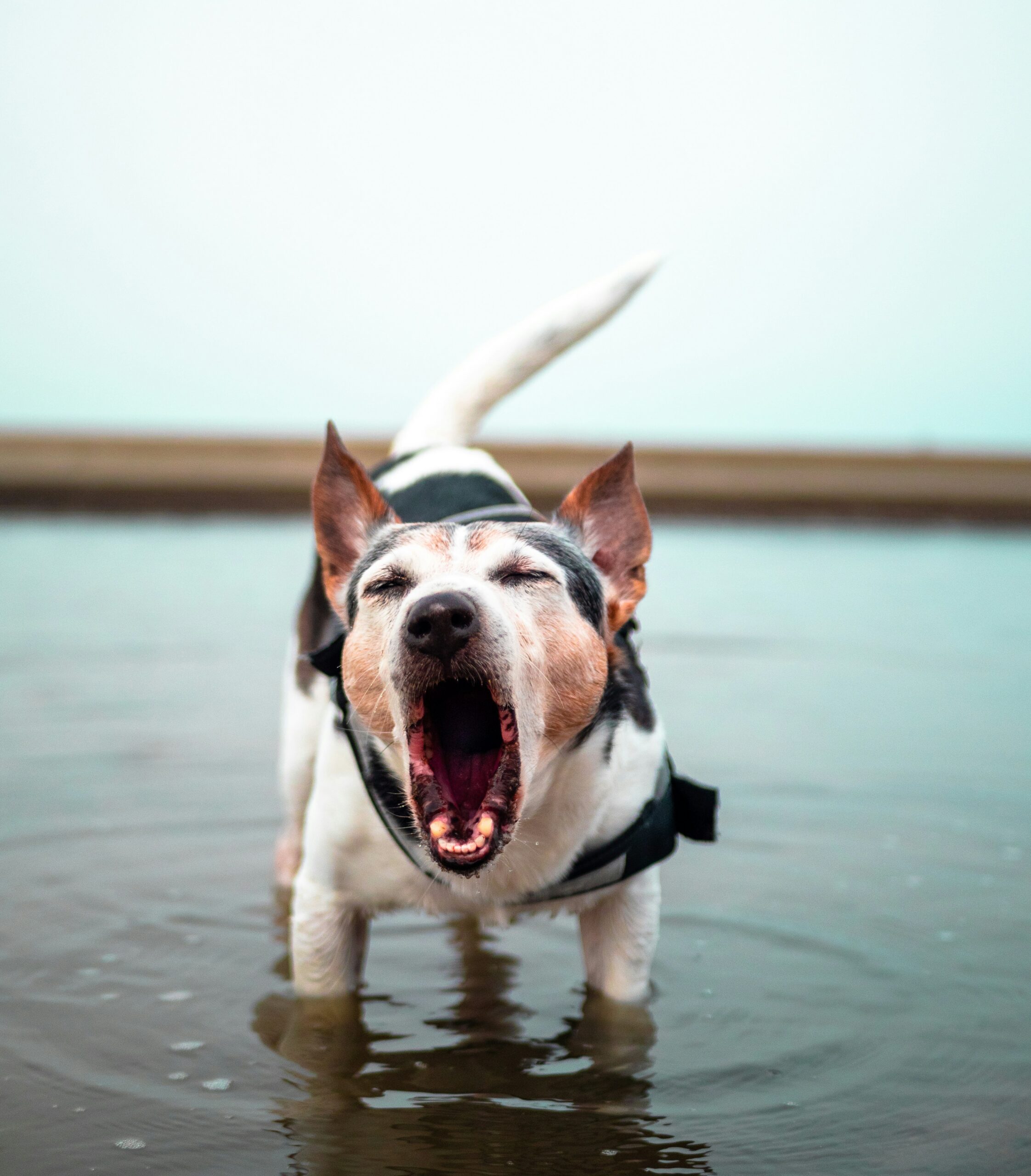 Dog Barking St. Augustine FL