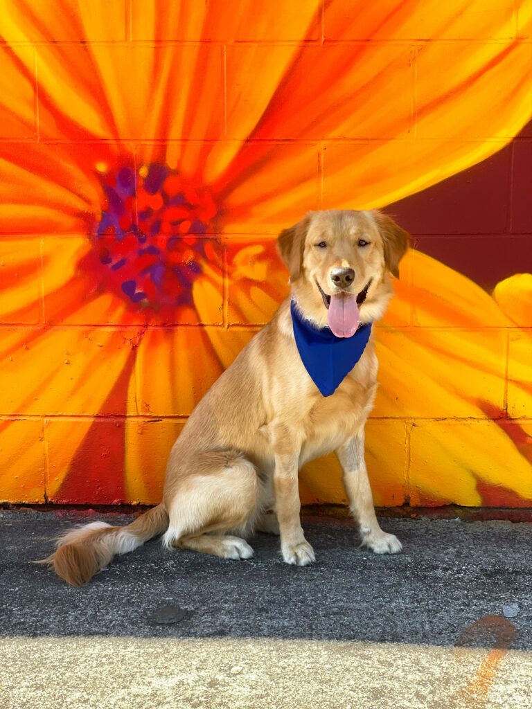 dog training St Augustine