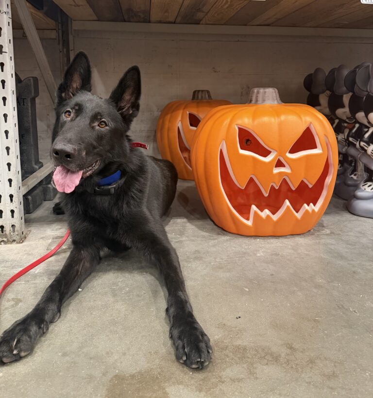 Halloween dog training St. Augustine