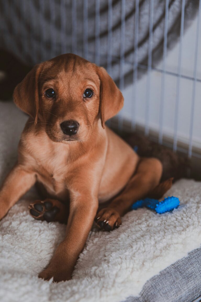 crate training St. Augustine