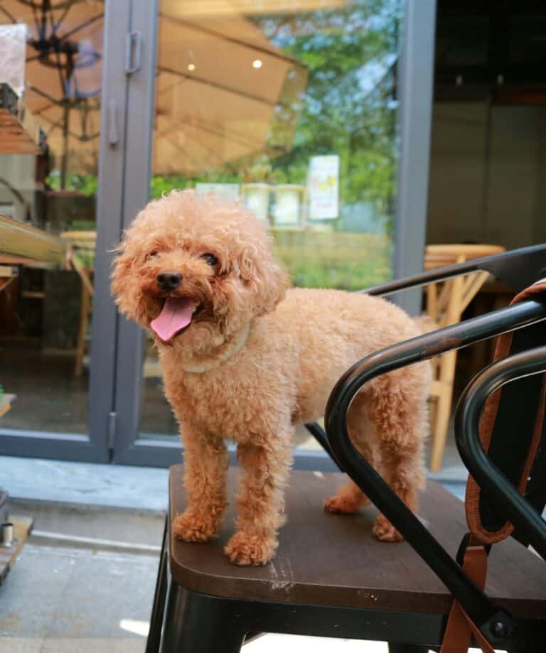 Dog Friendly Restaurants in St. Augustine