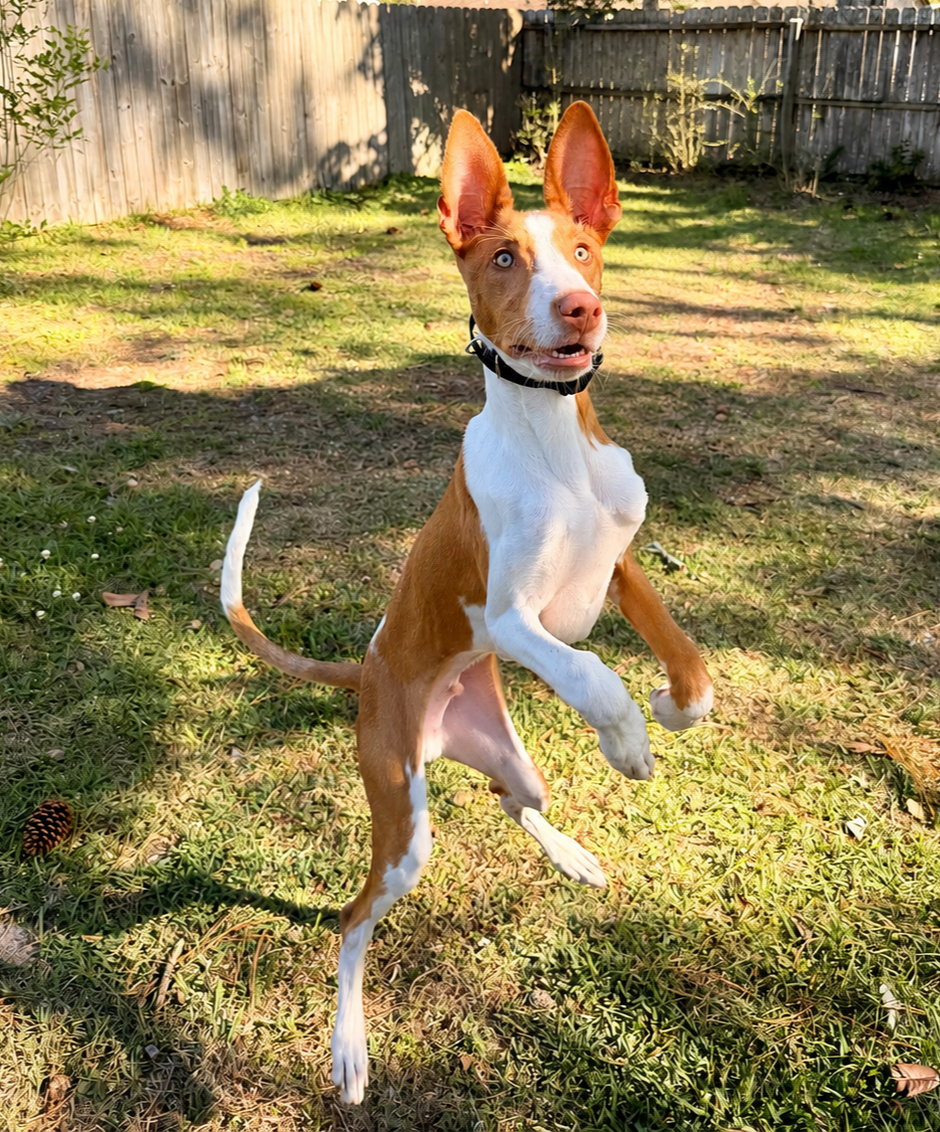 Stop Your Dog From Jumping on Guests